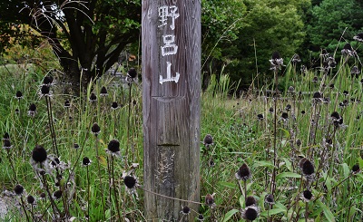 50％OFF】 木立の中の木洩れ陽！広島御手洗在住の画家、T.sachioさんの