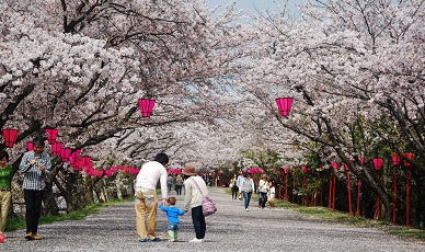Mikio Yamamoto Topics 満開の桜 廿日市 さくらまつり 三次さくら祭